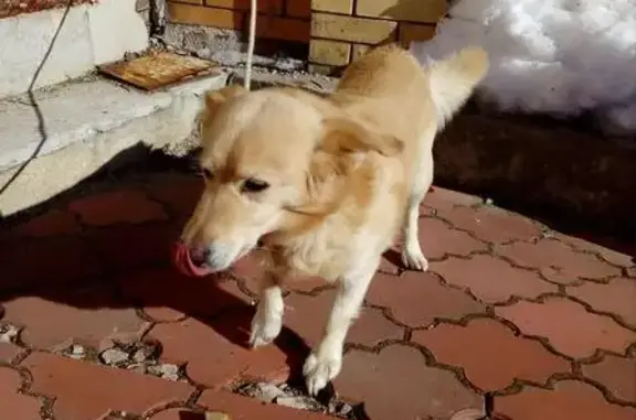 Собака на Мичуринской: бежевая девочка с коричневым носом и ошейником.
