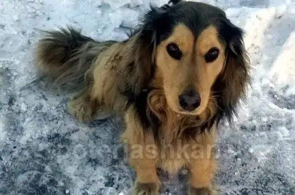 Найдена собака на ОБЬГЭСе без ошейника!