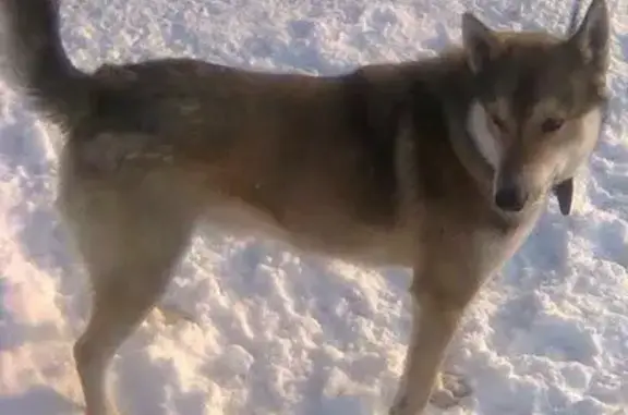 Пропала собака Грэй в лесу Подаресье-Корытище, Стародорожский район