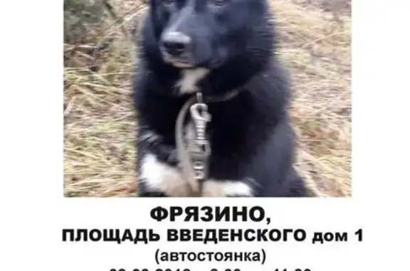 Пропала собака на площади Введенского, МО