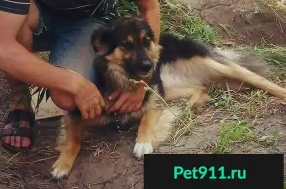 Пропала собака Барни в Тольятти, Самарская область