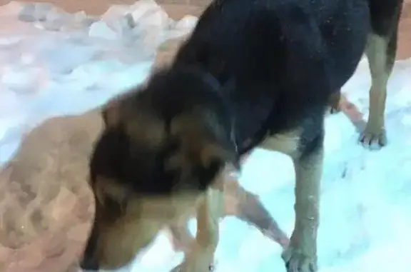 Пропала собака Джесси в Красногорске
