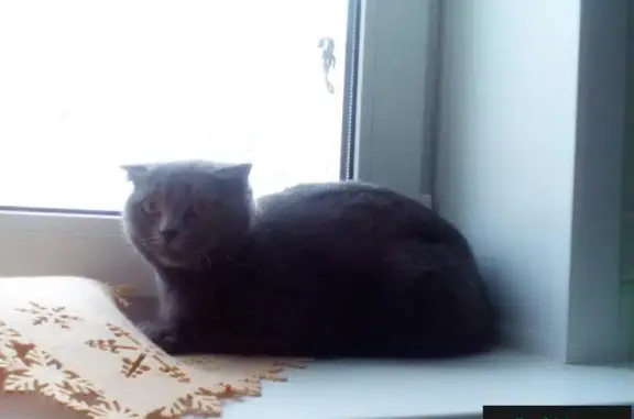 Найдена кошка на Ростовской в Воронеже!