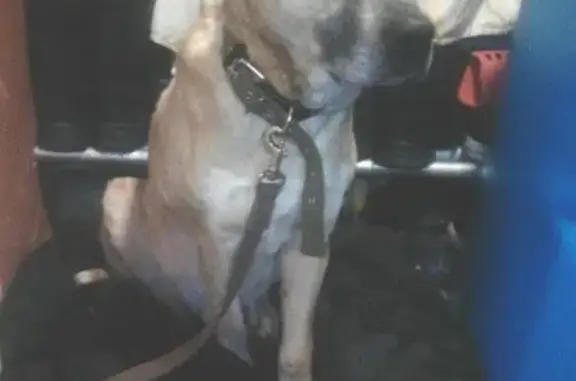 Пропала собака породы Стаффорд в Нягани, возраст 9 лет, кличка Бакс
