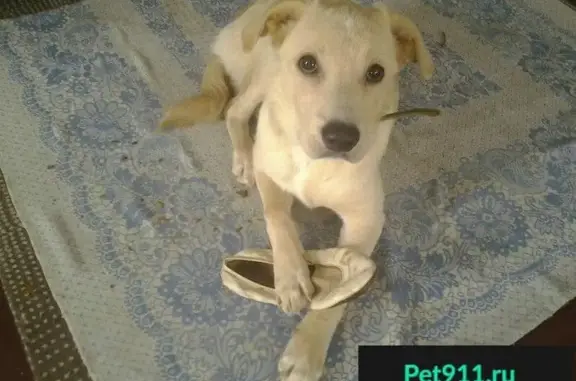 Найден щенок на улице Московская в Пензе