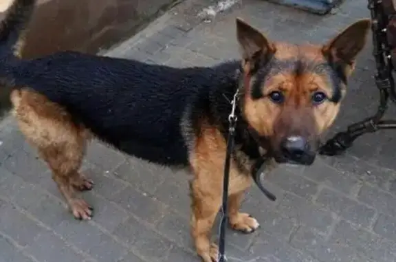 Найдена собака в Зеленоградске, Калининград