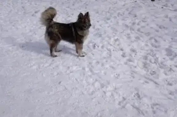 Найдена собака в роще, Красноярск
