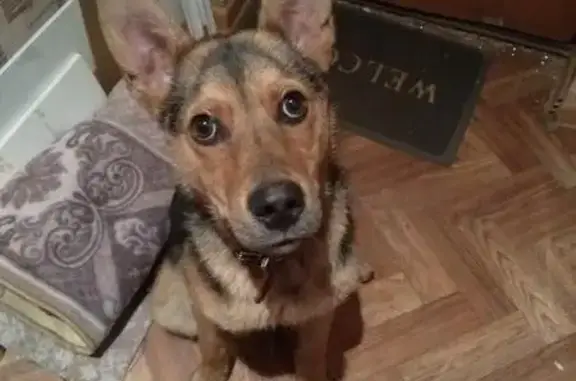 Найдена собака на остановке Красномосковская в Красноярске