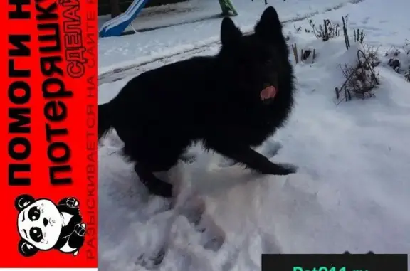 Пропала собака в поселке Егорово, чёрная немецкая овчарка.
