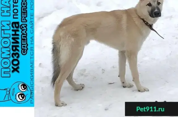 Найдена собака возле Челюскинского леса в Мытищах