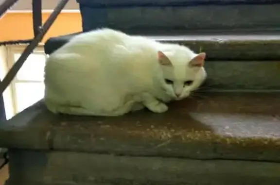 Кошка найдена на Донской, Москва
