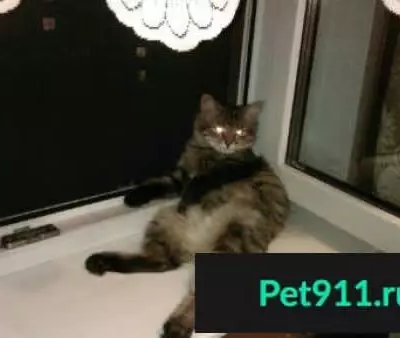 Кошки потеряшки, Михеево, фото: Потеряшка кошка в деревне Михеево, Калужская область