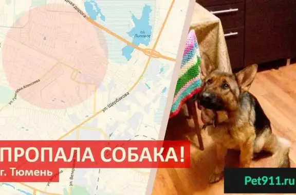 Пропала немецкая овчарка в ДНТ «Русское Поле», СПб