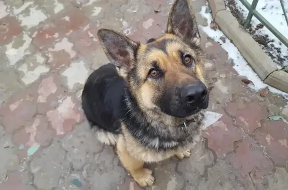 Пропала коричневая собака в Рассказовке, Москва