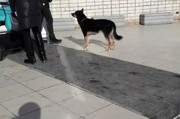 Собака найдена на Хевешской в Чебоксарах