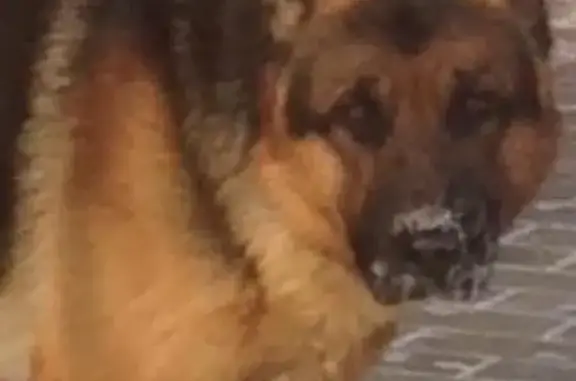Пропала собака с татуировкой в Тюмени