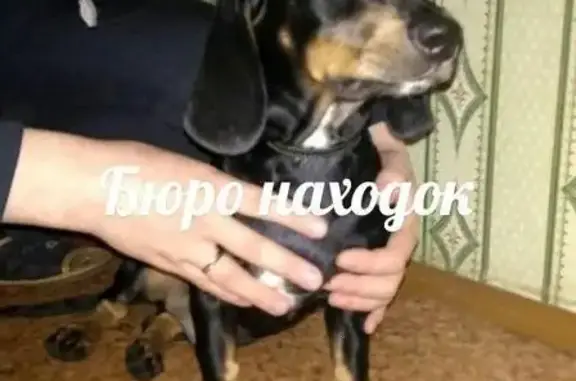 Найдена собака на Валявкина 15, ищем хозяев! Репост, помогите!