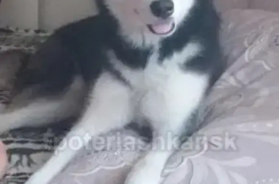 Пропала собака Тая на Доватора-ГБШ, Новосибирск