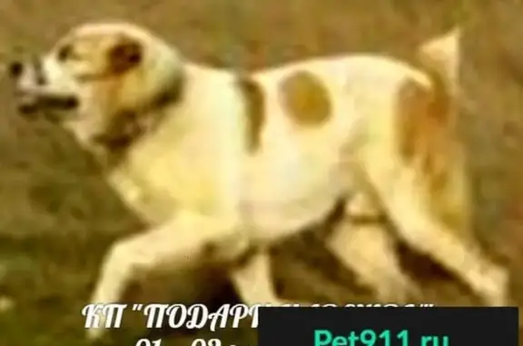 Пропала собака в Севастополе на Фиолентовском шоссе