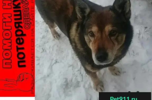 Пропала собака в Петроградском районе, СПб