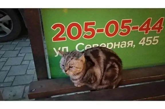 Найдена кошка на улице Старокубанская в Краснодаре