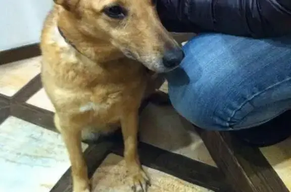Найдена собака-потеряшка на Преображенской площади, Москва