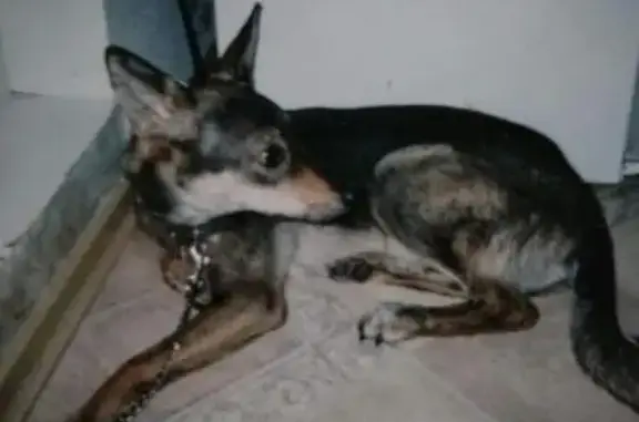 Пропала собака в Чите, инвалид на лапу!