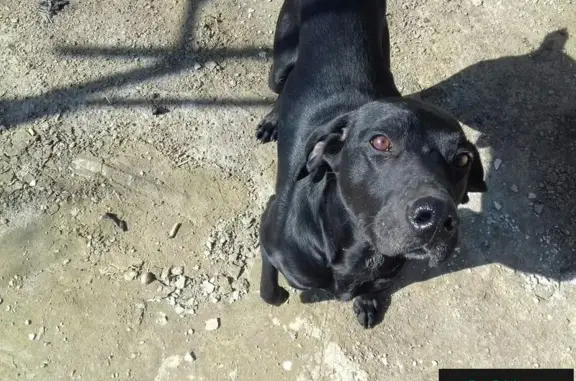 Найдена собака в Казани, черного окраса!