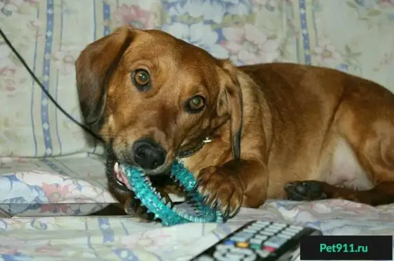 Стерилизованная молодая собака ищет дом в Ростове-на-Дону