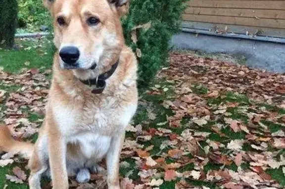 Пропала собака в Одинцово, вознаграждение гарантировано.