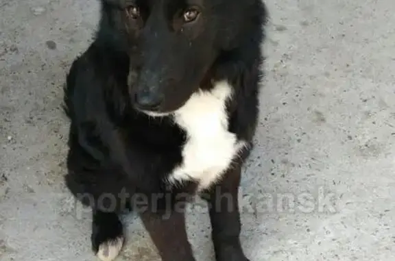 Найдена собака на ул. Пермская, ищет нового хозяина