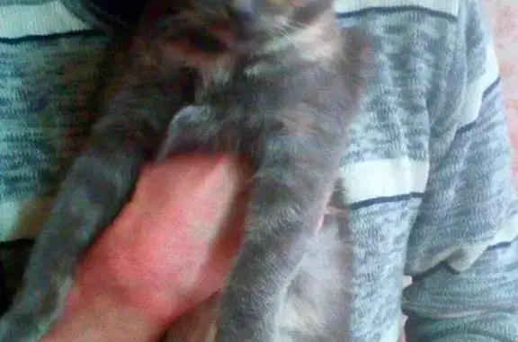 Найдена кошка в Твери на Скворцова-Степанова