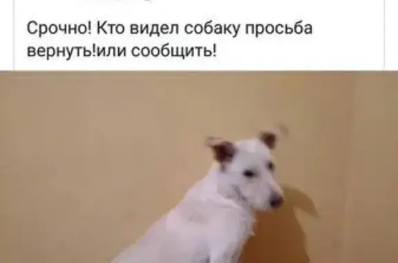 Пропала собака в Санкт-Петербурге на Черниговской и Петрозаводской