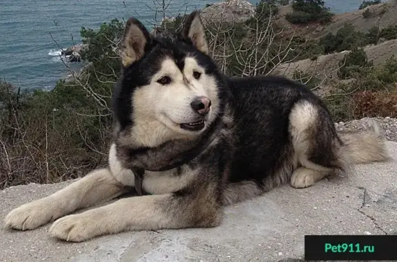 Пропала собака в Тосно, СПб: ищем серого хаски-маламута