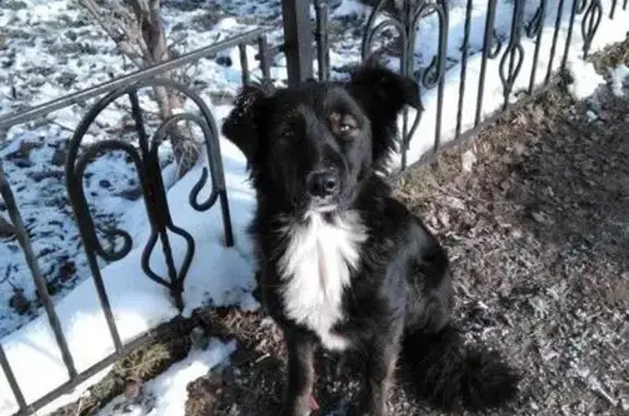 Найдена собака в Орехово-Зуево: помогите найти хозяина!