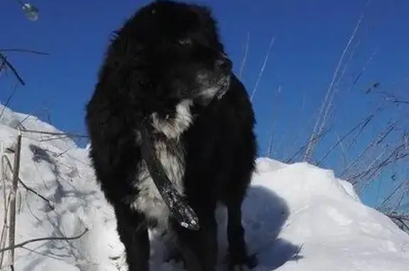 Найден черный пес в ошейнике в Балашихе