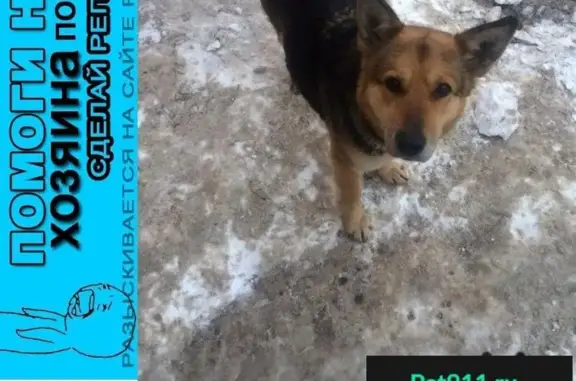 Пропала собака в Подольске, найдена с поврежденной лапкой.