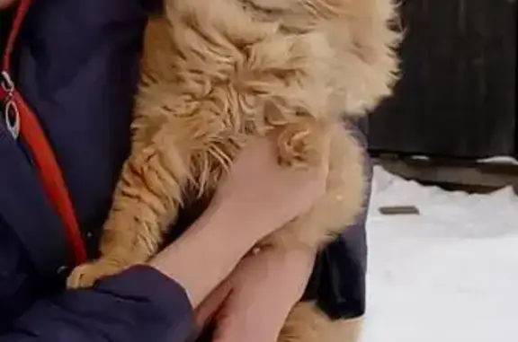 Найдена кошка в Кочетовке, Калужская область