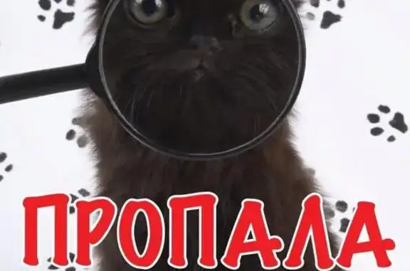 Пропал кот в Пролетарском районе, ул. Севастьянова, Россия, Тверь.