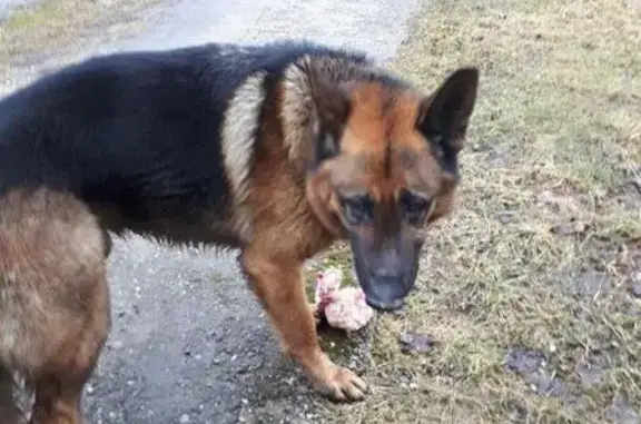 Найден пёс в посёлке Нивенское