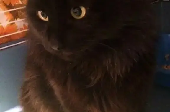 Найдена крупная черная кошка на пр.Химиков 12