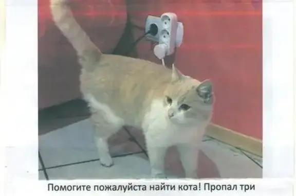 Пропала кошка в Пугачёве, вознаграждение 500 руб.
