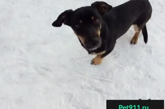 Пропала, найдена собака в Новокузнецке