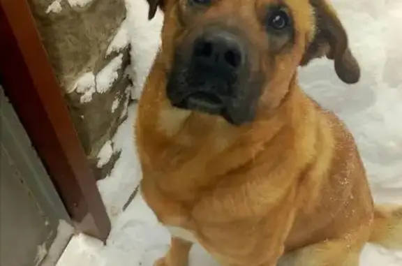 Пропала рыжая собака с поврежденным глазом в Торжоке