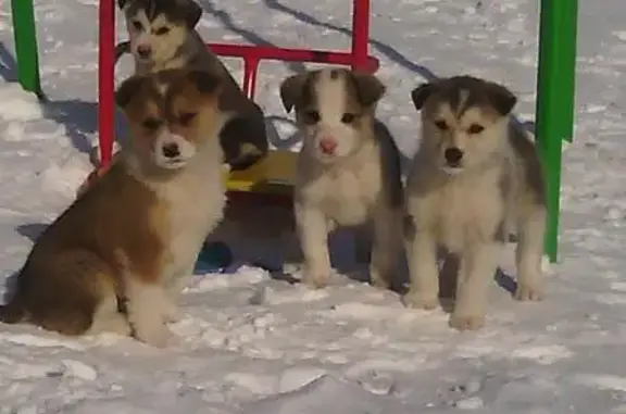 Бездомная собака с щенками нуждается в помощи. Нижний Новгород