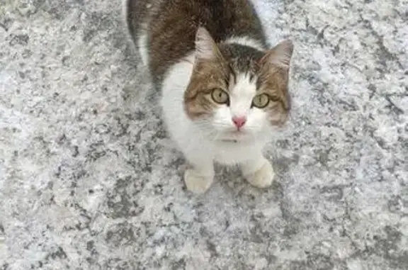 Найдена кошка в Дзержинске, ищем хозяев!