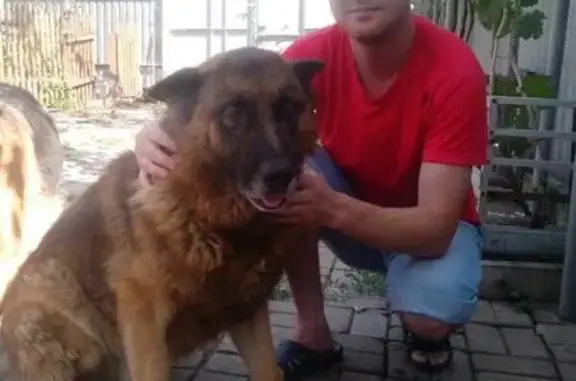 Пропала собака в Донецке, Ленинский район #пропала_собака #помогите_найти