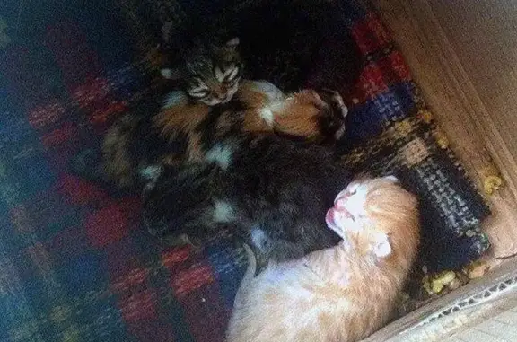 Бездомная кошка с котятами ищет дом в Сергиевом Посаде