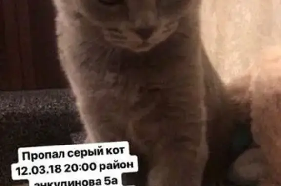 Пропал серый кот в Южно-Сахалинске