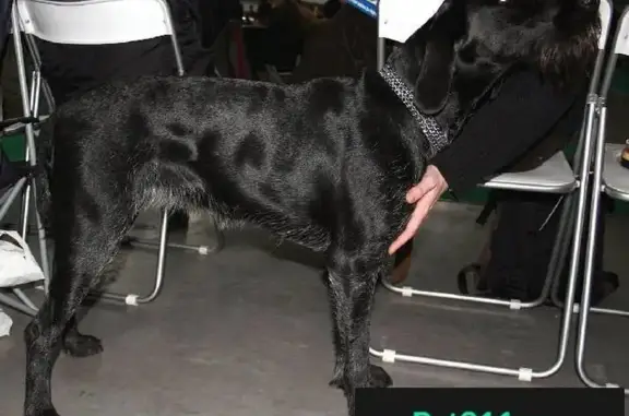 Пропала собака в Ишиме, кличка Нюша
